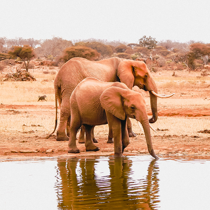 Tsavo East National Park - Dust-Red Elephants