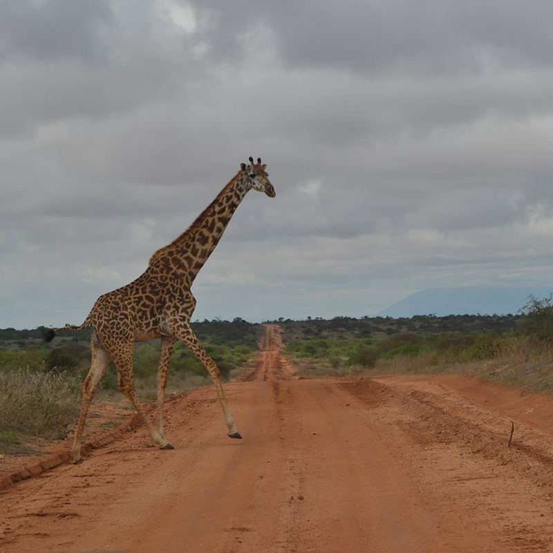 Masai Mara Safari Tour