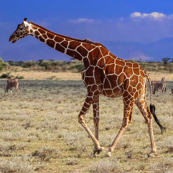 Giraffe Samburu