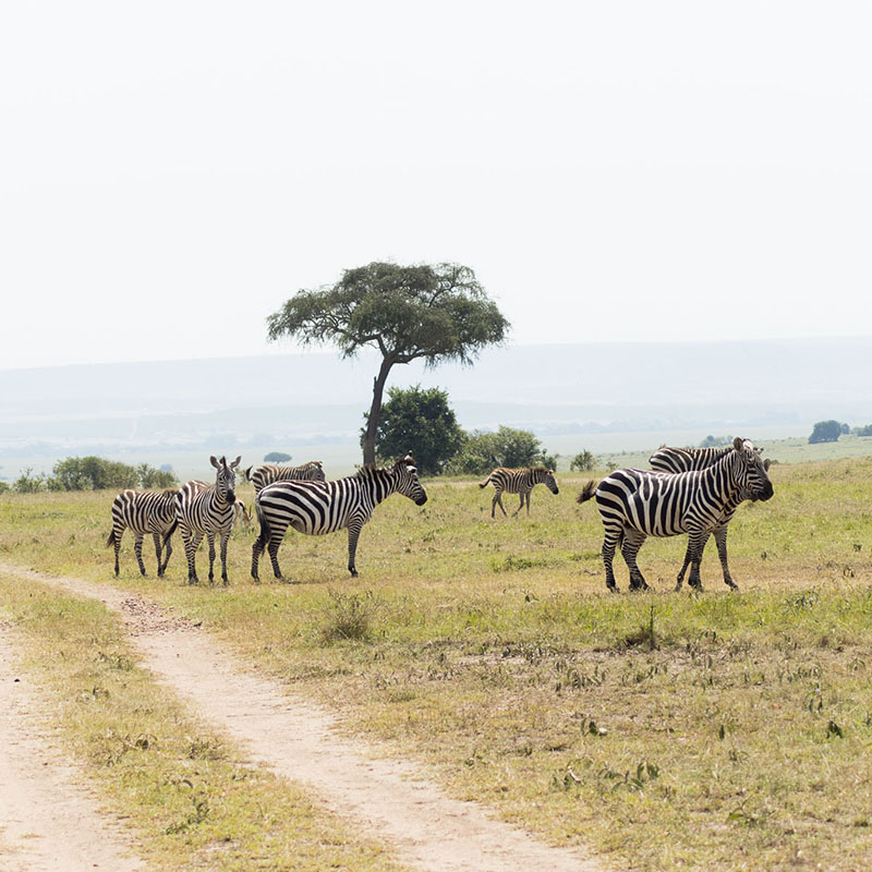 Masai Mara Safari Tour