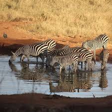 Kenya tours and safaris