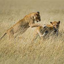 Amboseli National Park Safari
