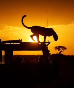 Kenya Road safaris