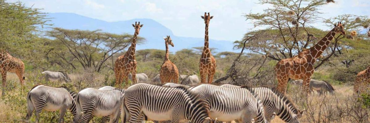 Sarova Shaba Game Lodge Samburu National Reserve Kenya - Plain Wings Tours & Travel 2